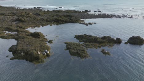 Cute-group-of-seals-resting-on-rocks-covered-in-brown-algae,-nearby-beach-shore