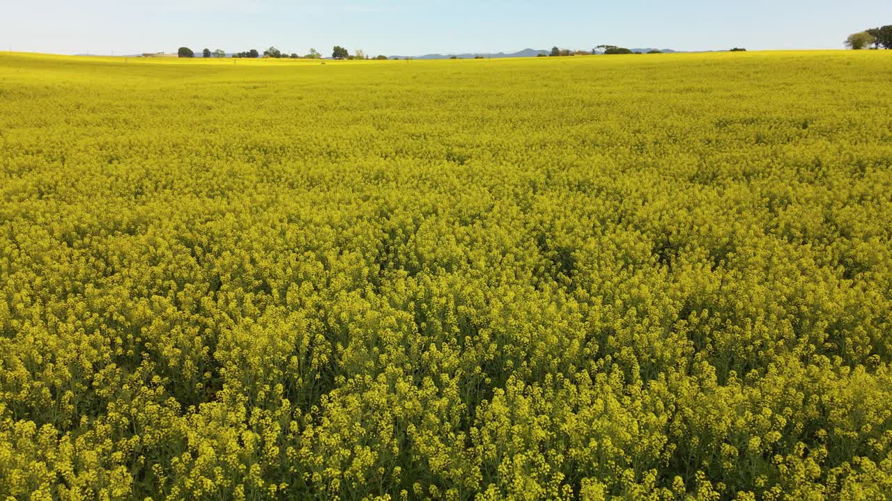 Imágenes aéreas con dron de un campo de colza en Llagostera, Gerona, Costa Brava, España, tomas cenitales, movimientos fluidos, cultivos europeos, paseos en bicicleta.