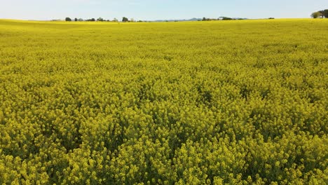 Aerial-images-with-drone-of-a-rapeseed-field-in-Llagostera-Gerona-Costa-Brava-Spain-zenith-shots-fluid-movements-European-crops-bike-rides