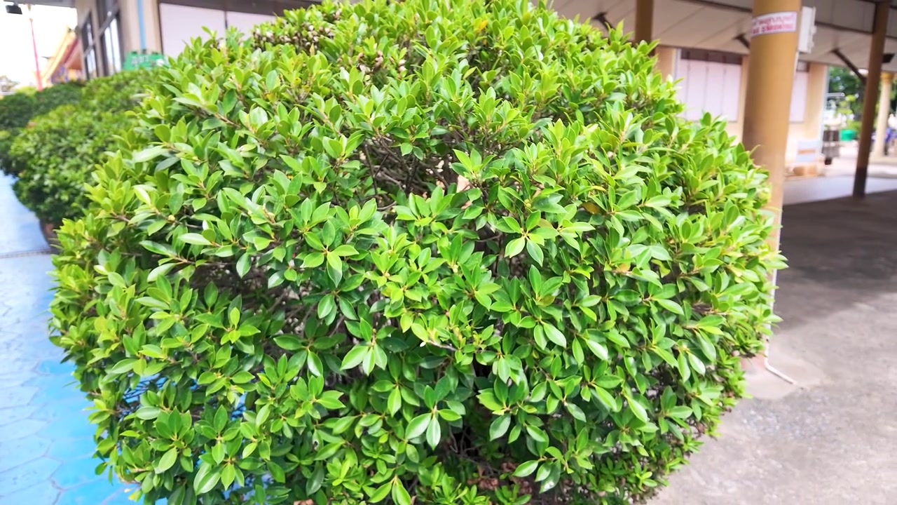 Smooth zoom out reveals a round manicured green shrub in a bright outdoor temple garden.