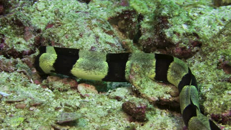 banded snake eel pokes around in a hole on ocean floor containing two more banded snake eels