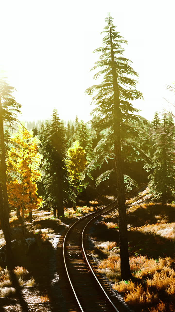 열차 트랙이 황금 숲을 가로질러 휘어지고 있습니다.