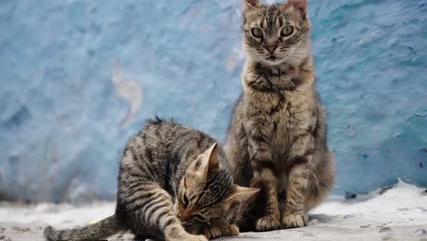 a pair of grey tabby cats outside the street. close-up shot