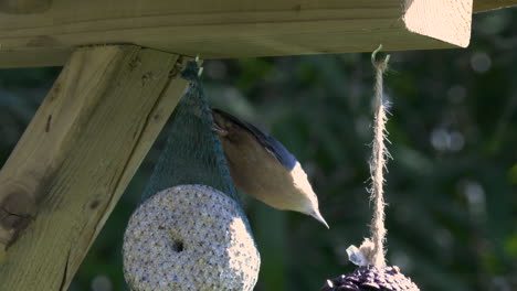 un trepador alimentándose de un comedero para pájaros con bola gorda