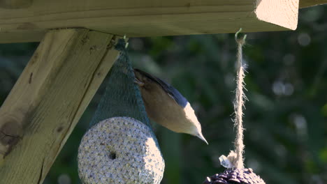 a nuthatch feeding on a bird feeder with fat ball