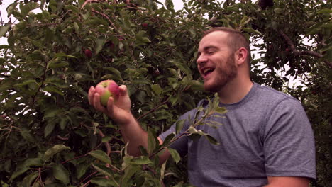 adult male picking fresh red apple fruit from tree and taking a bite