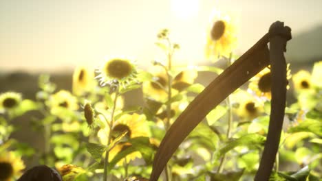 vieja guadaña de estilo vintage y campo de girasoles