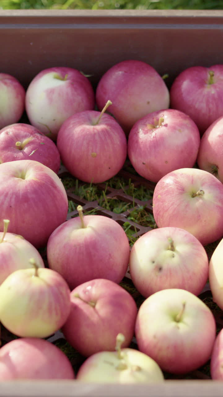 Slender caucasian hand places two apples into full crate. Vertical close-up