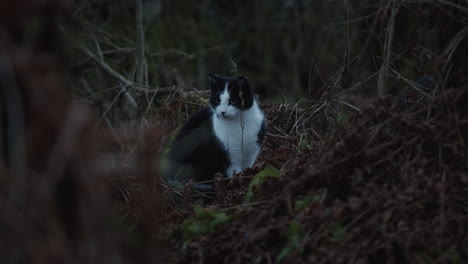 black and white cat outdoors in forest in autumn, dark low light