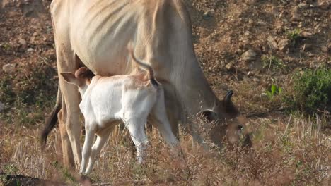 bebê vaca bebendo leite materno