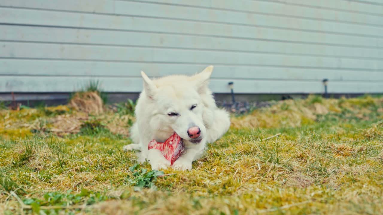 White Dog Eating Raw Meat - Wide Shot