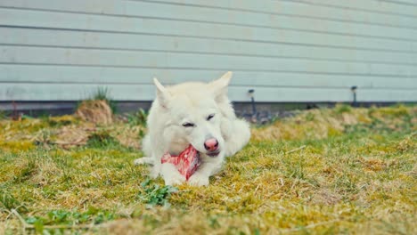 white dog eating raw meat - wide shot