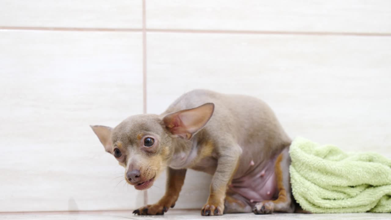 un pequeño perro lindo comiendo golosinas del suelo