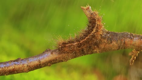 la oruga phragmatobia fuliginosa también tigre rubí. una oruga se arrastra a lo largo de una rama de un árbol sobre un fondo verde.