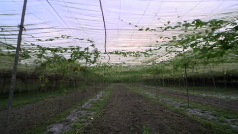 Geschlossener-Bereich-Für-Den-Weinanbau-In-Einem-Landwirtschaftlichen-Komplex,-Gefilmt-Als-Einspielung