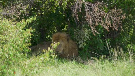 León-Macho-Se-Acuesta-En-Un-área-Sombreada-Bajo-Un-árbol-Verde