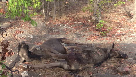 dos ñus recién muertos, león esperando en el fondo camuflado por arbustos