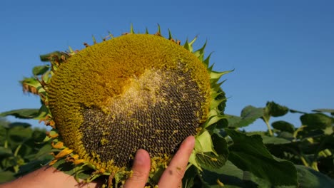 Sunflower in hand