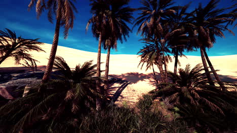 palmeras en el oasis de al ain