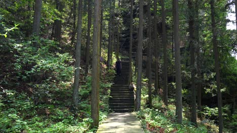 tourist descends stone steps in a lush zhangjiajie forest, passing a wild monkey