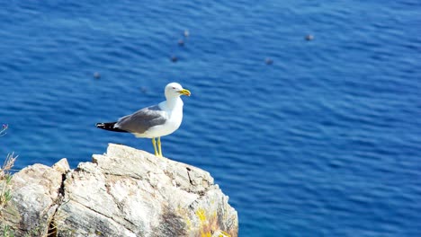 Möwe-Sitzend-Felsen-Hintergrund-Meer-Ägäis-Griechenland-Sommer-Sonnenuntergang-Chalkidiki