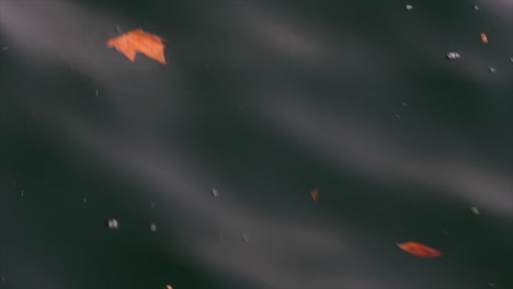 una hoja flotante en el agua