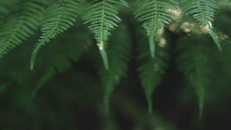 lush green rainforest, sunlight falling on fern tree, rack focus macro new zealand water on leaf, symmetry satisfaction iconic