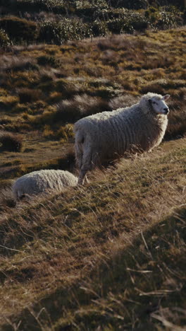 sheep on a hillside