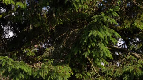 dense evergreen tree foliage