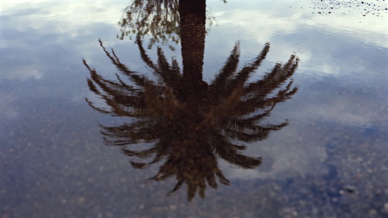 The reflection of a palm tree on the sea