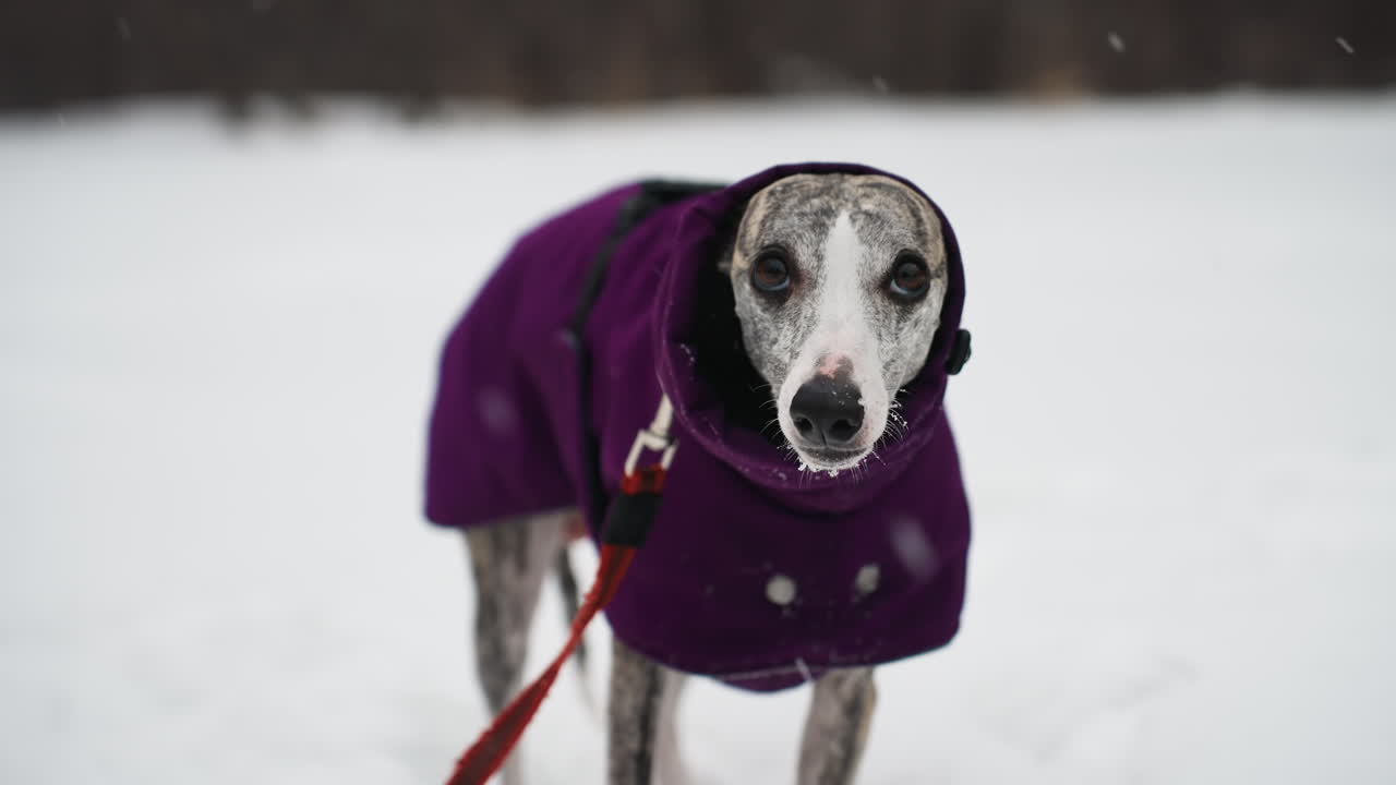 Whippet in purple coat looks directly at camera while standing in snow, red leash attached, eyes wide and focused, capturing calm moment in winter landscape with cold air and soft falling snow around