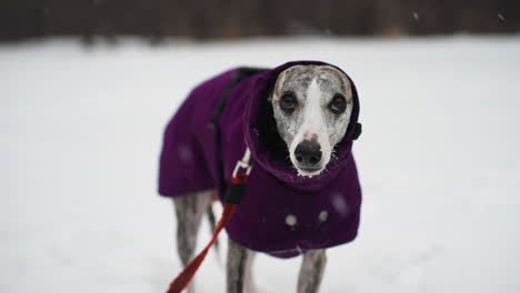 whippet in purple coat looks directly at camera while standing in snow, red leash attached, eyes wide and focused, capturing calm moment in winter landscape with cold air and soft falling snow around