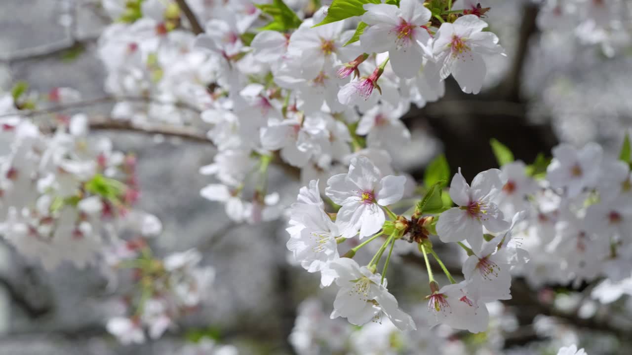 Beautiful slow motion slider over Sakura Cherry blossoms, close up