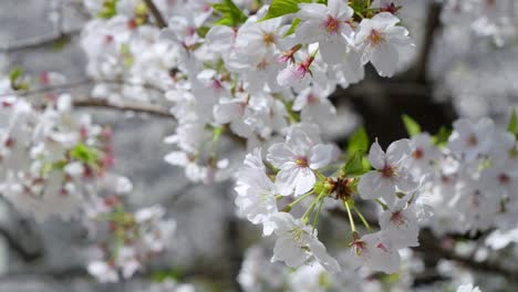 beautiful slow motion slider over sakura cherry blossoms, close up