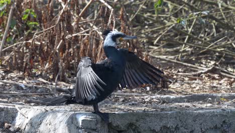 Ein-Unreifer-Kormoran,-Der-Seine-Flügel-Im-Hellen-Sonnenschein-Trocknet