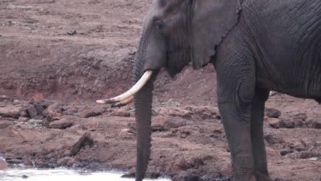 el elefante africano bebe agua a través de su trompa en un estanque