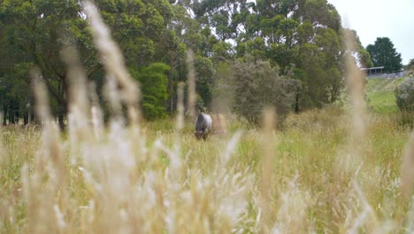 Predators-view-angle-stalking-their-prey-behind-grass-ready-to-attack