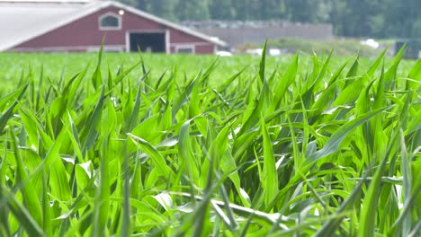 Close-Up-Of-Corn-Maize-Leaves-Swaying-In-Wind-On-Farm