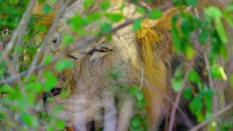 el león entrecierra los ojos por el dolor del sol caliente, tratando de mantenerse fresco a la sombra