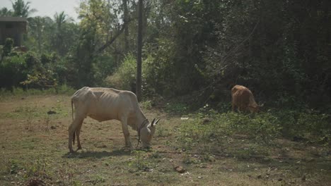 Static-handheld-shot-of-grazing-cows-in-front-of-a-wooded-area-in-a-field-with-trees,-bushes-and-grass-on-a-sunny-day