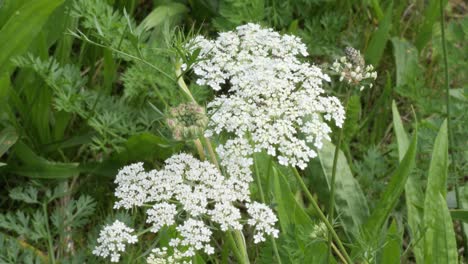 Gewöhnliche-Schafgarbe-Oder-Achillea-Millefolium-Mit-Kleinen-Weißen-Blüten-Und-Ameisen,-Die-Auf-Einer-Wilden-Blumenwiese-Langsam-Im-Wind-Schwanken