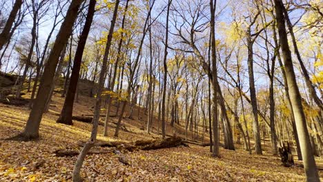 Paisaje-De-Un-Bosque-Otoño-Hojas-Amarillas-En-Los-árboles-De-Tierra