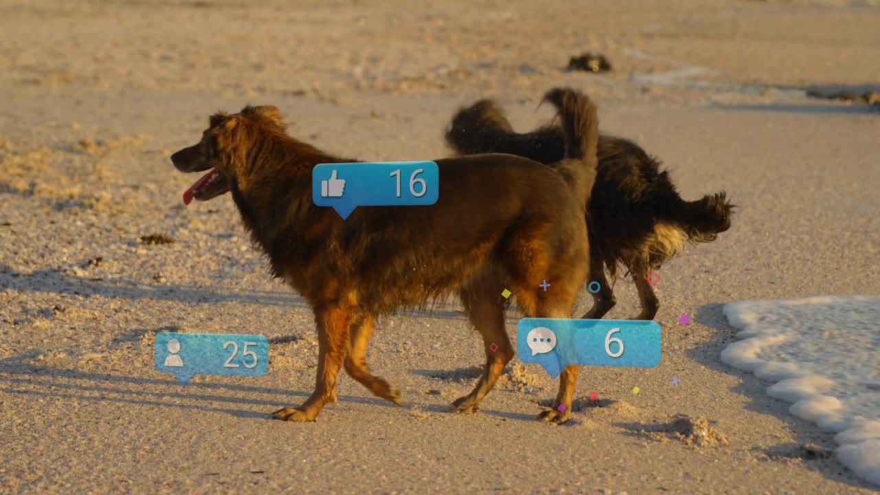 Apertura con due cani scuri che camminano su una riva illuminata dal sole, icone che compaiono e aggiornano i conteggi mostrando l'interazione.