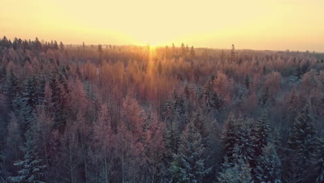 fly over coniferous forest during winter with golden