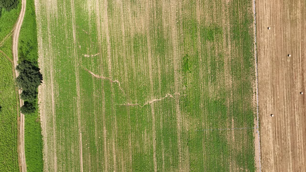 Aerial Top Down Track - Vertical Drone View Above Agriculture Field