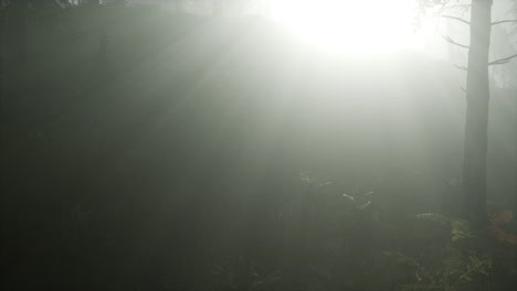 coniferous forest backlit by the fising sun on a misty