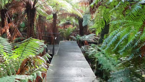 scenic boardwalk through lush rainforest vegetation