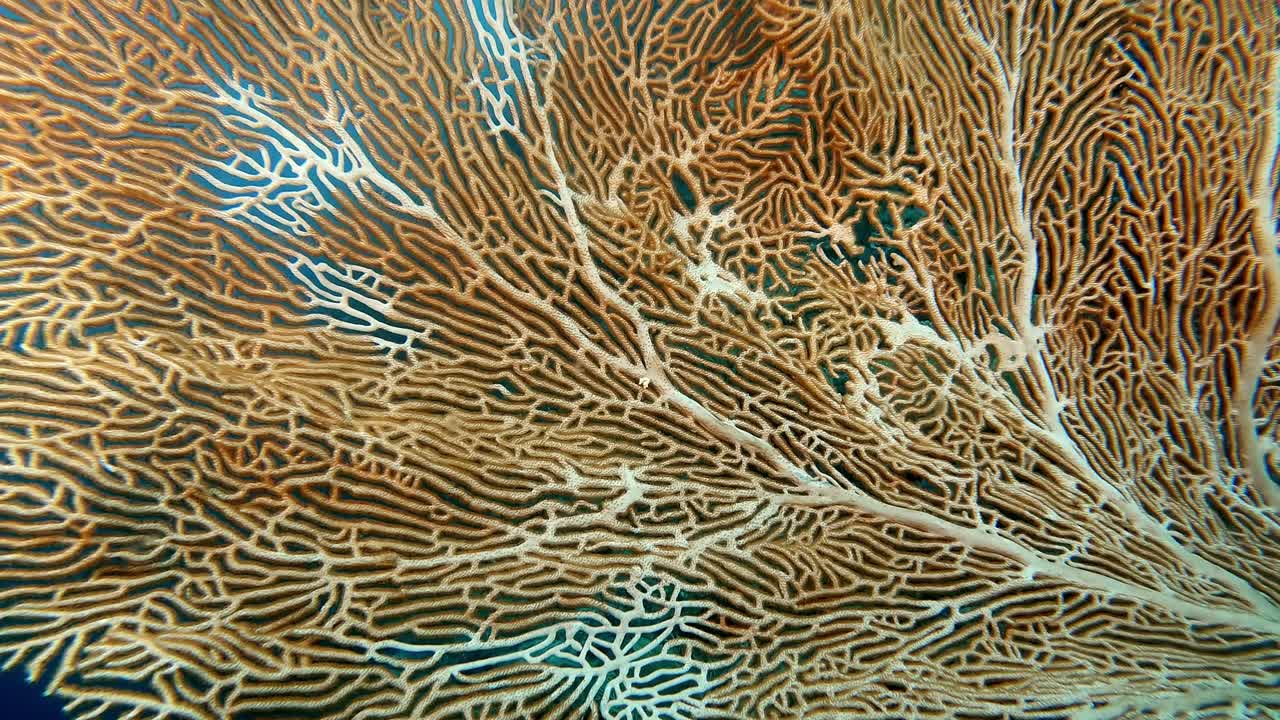 Pigmy Seahorse in a large Gorgonian Sea fan. The seahorse is small, it is barely visible because of it's very small size on the large seaman.