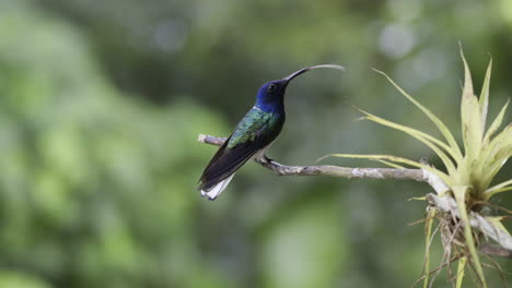 white-necked jacobin male perched on twig, sticking out tongue, slowmotion