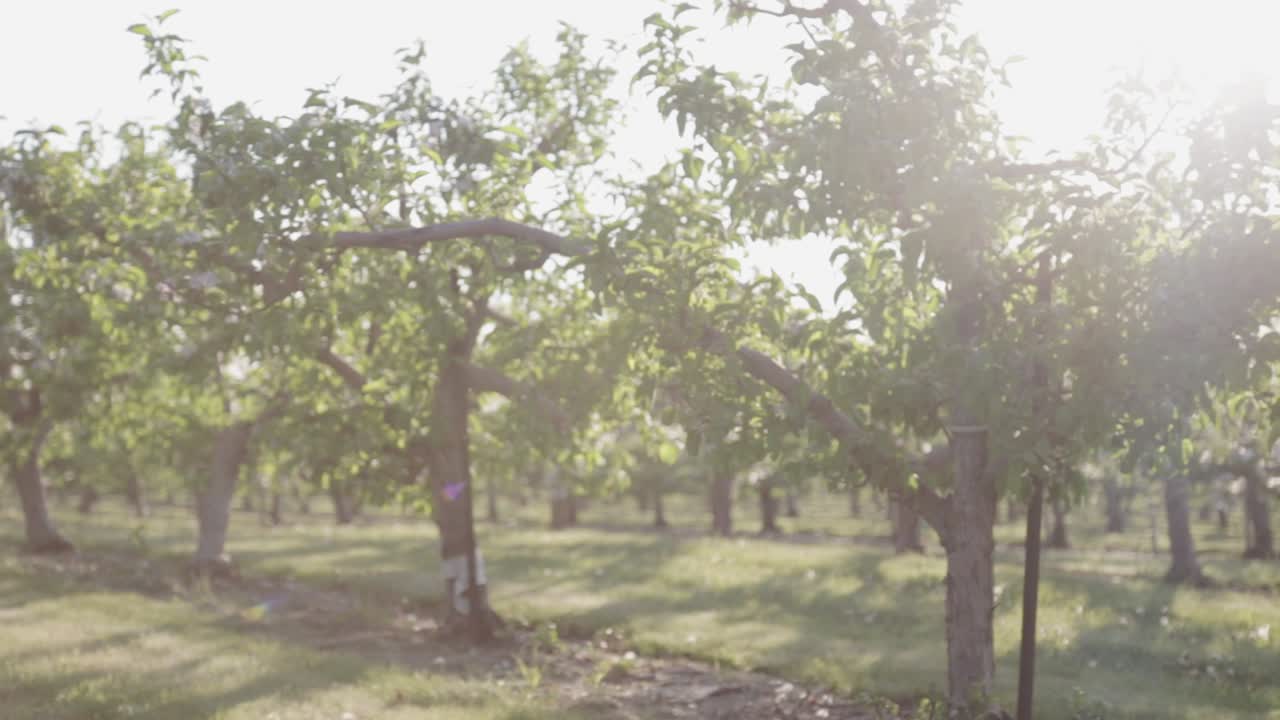 Panning shot of a row of trees at a winery at golden hour